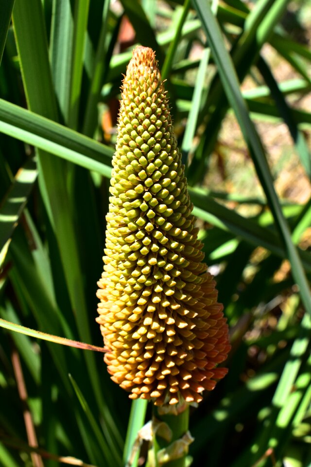 Torch red hot poker long