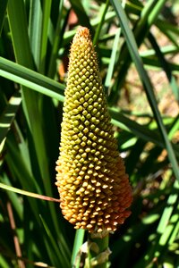 Torch red hot poker long