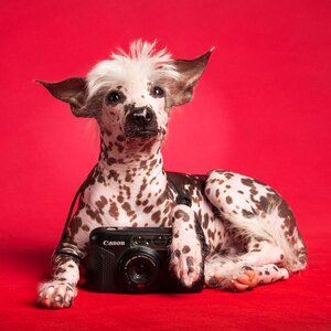 Domestic animals pet animal pet