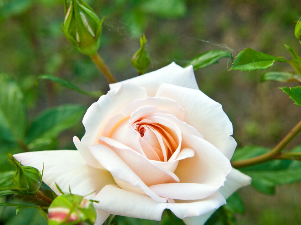 Garden blossom bloom