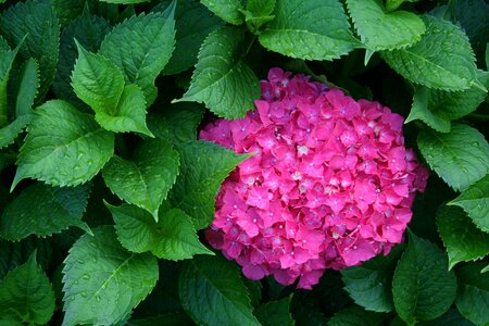 Hydrangea flower pink photo