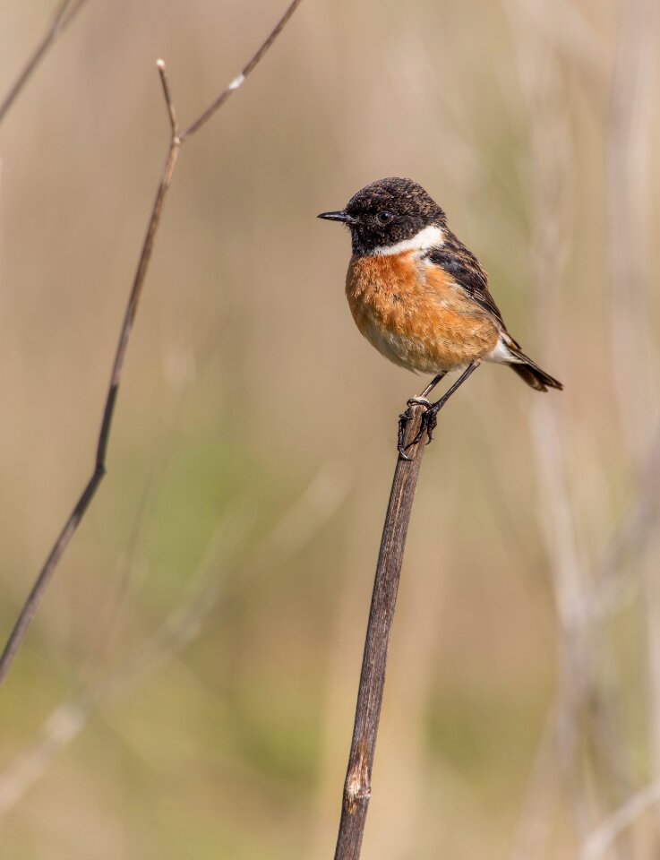 Letdown stonechat birds