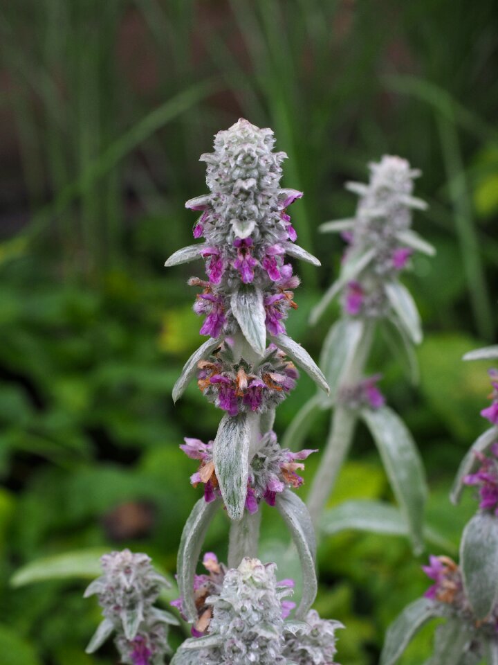 Purple violet inflorescence