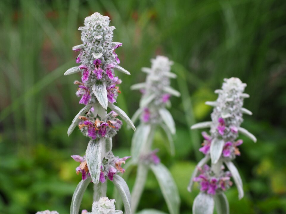 Inflorescence plant shrub