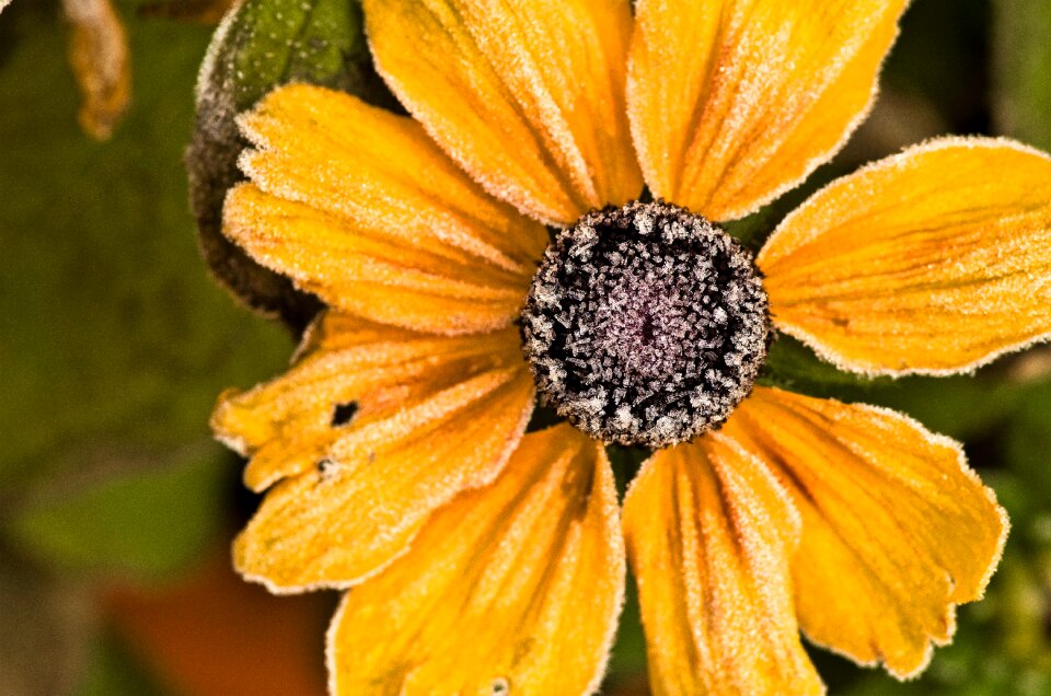 Autumn yellow close up