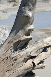 Tree beach driftwood