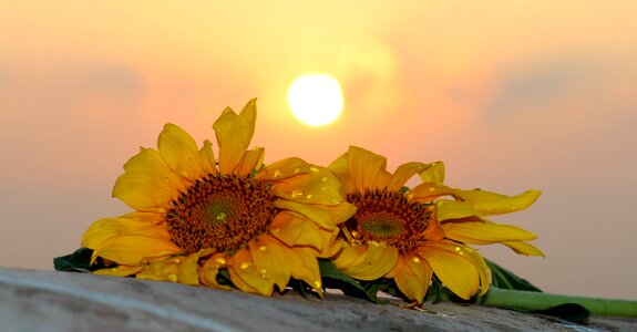 Sun drops morning