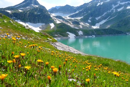 Salzburg-austria alpine landscape flower meadow photo