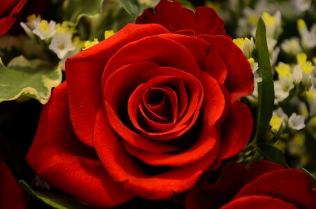 Romance red red rose