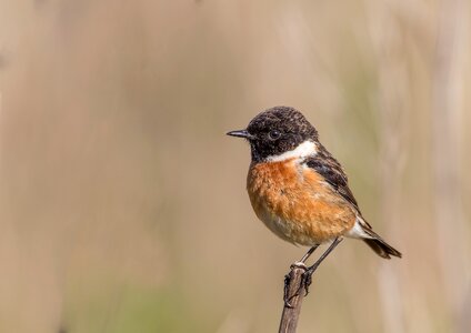 Letdown stonechat birds photo