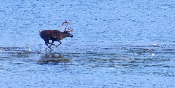 Water mammal wilderness photo