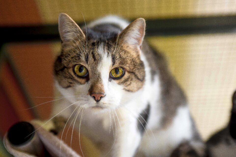 Domestic cat curious cat face photo