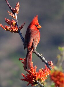 Redbird wildlife bird