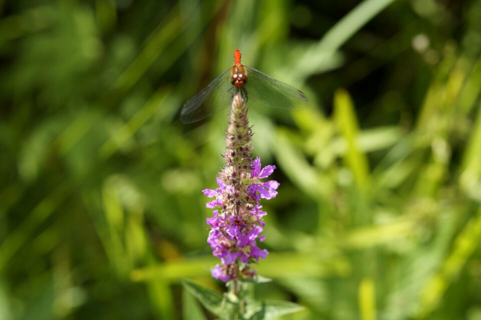 Loosestrife wetlands near shore