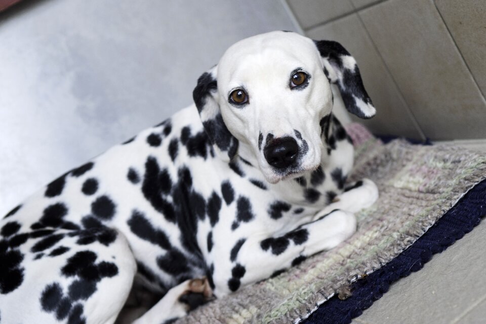 Dalmatians dog stains