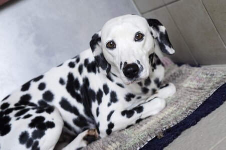 Dalmatians dog stains