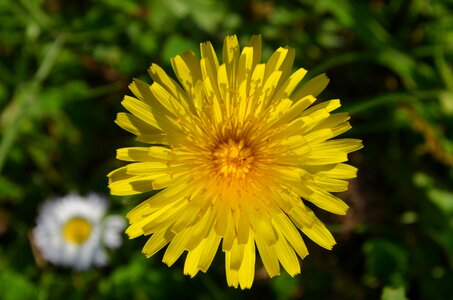 Pointed flower flower yellow