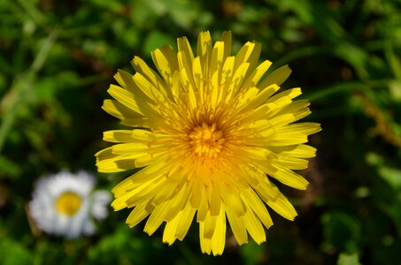 Pointed flower flower yellow photo