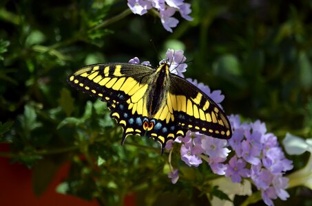 Nature insect flower