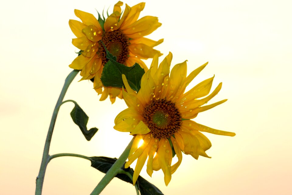 Sun drops morning