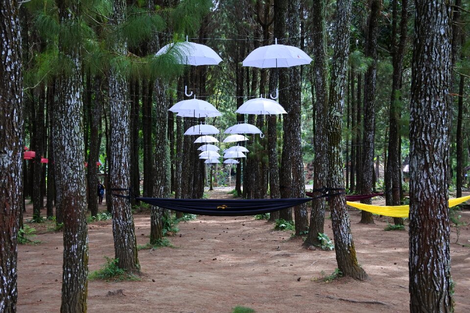 Sragi banyuwangi songgon
