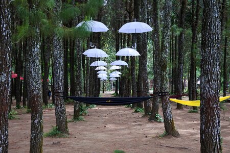 Sragi banyuwangi songgon