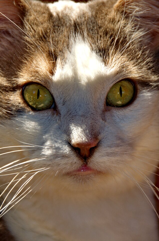 Animal cat's eyes portrait