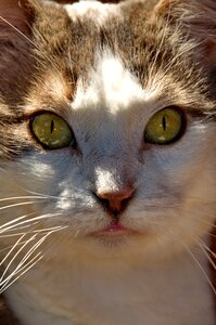 Animal cat's eyes portrait photo