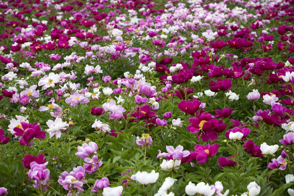 Garden abstract s