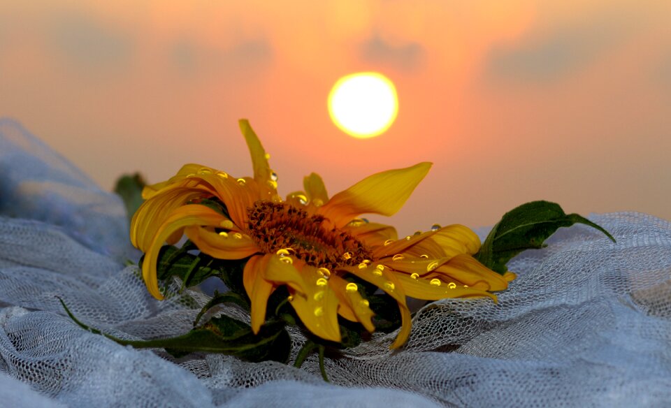 Sun drops morning