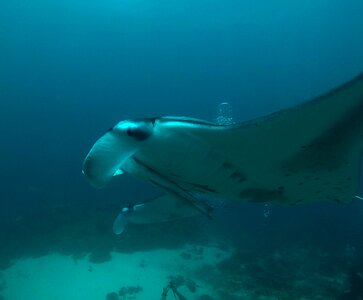 Underwater blue water rays