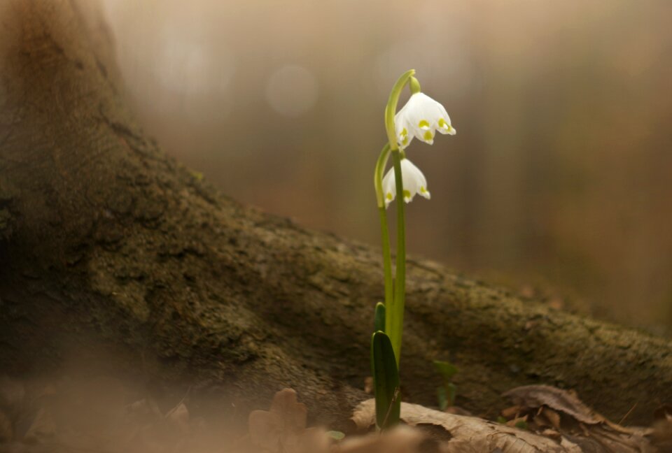 Forest spring flowers