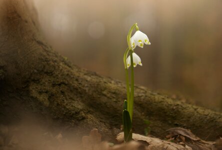 Forest spring flowers