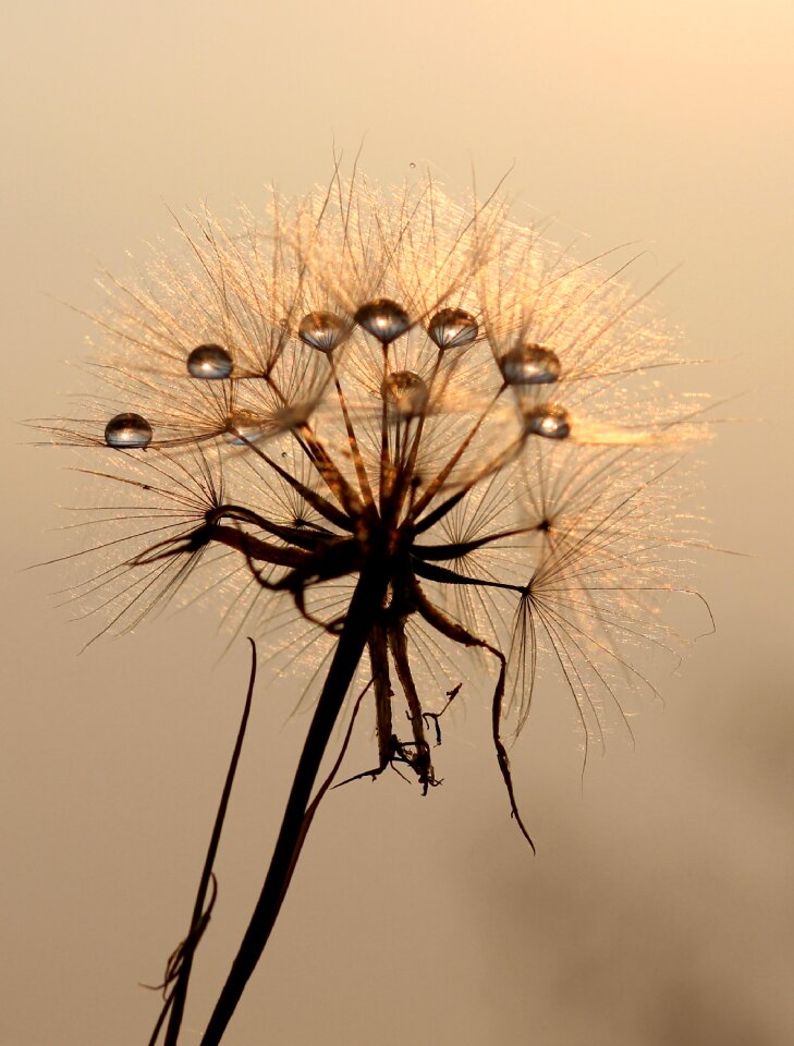 Dew water plants