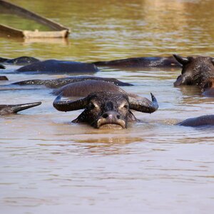 Wildlife asia agriculture photo