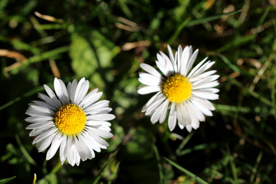 Bloom blossom bloom