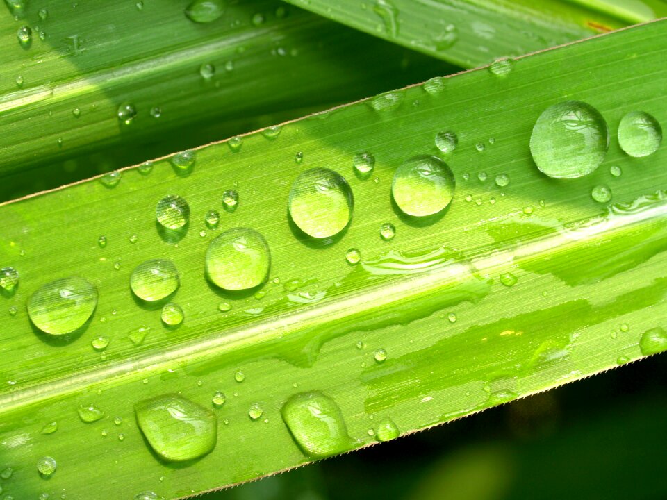 Grass green dew photo