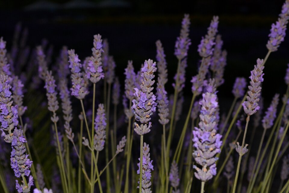 Flowers night purple
