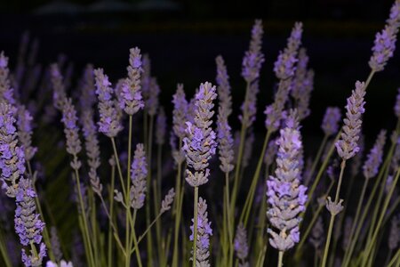 Flowers night purple