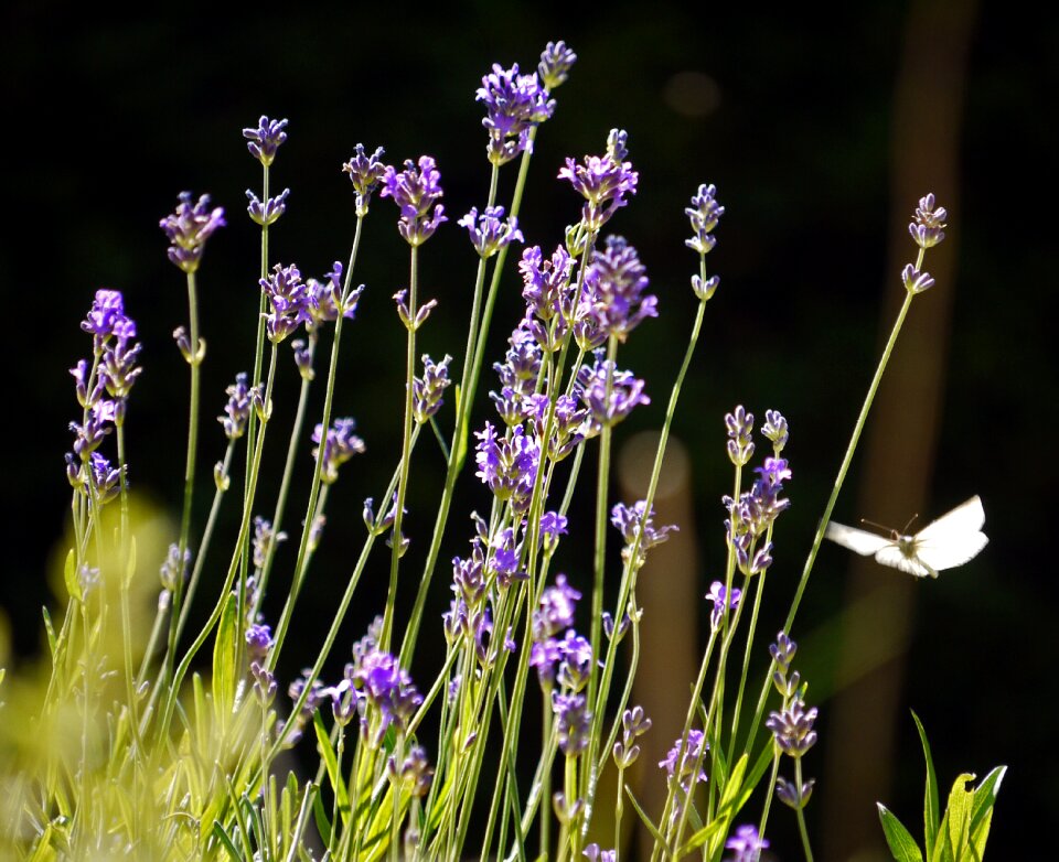 Summer garden flower