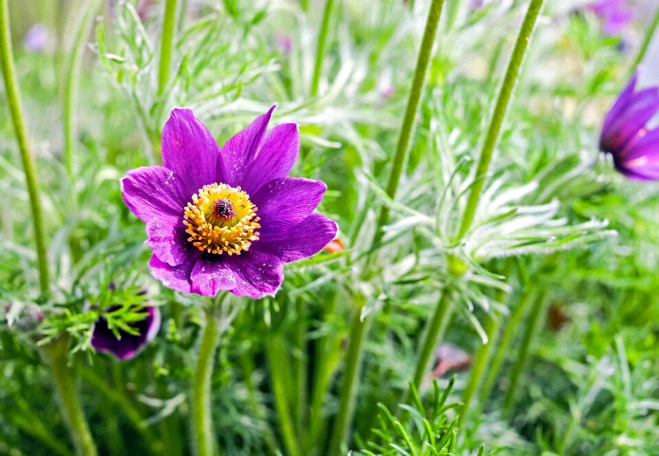 Bloom bloom violet