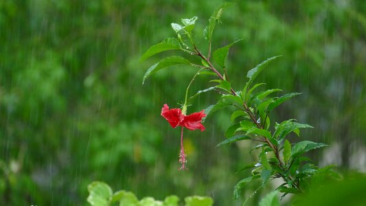 Bloom raindrop hibiscus flower