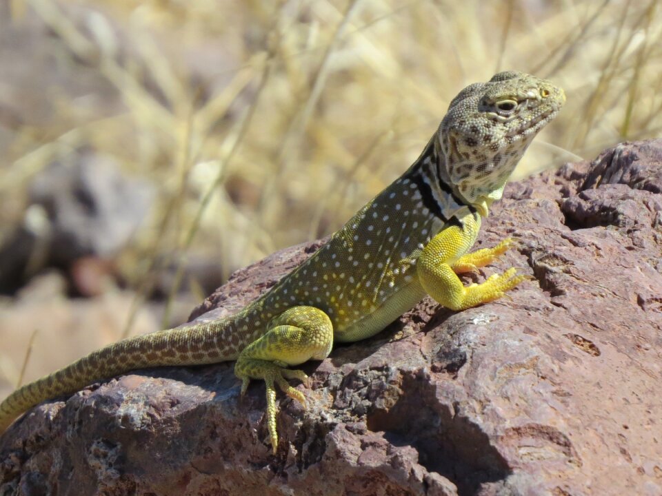 Colorful new mexico brown news