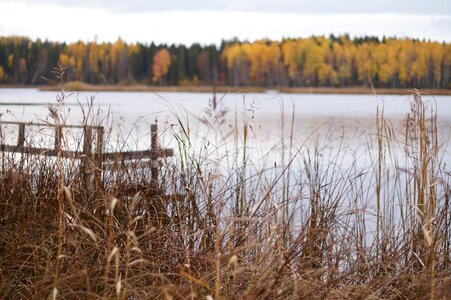 Water north forest photo