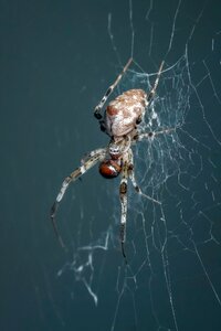 Macro animal spider web photo