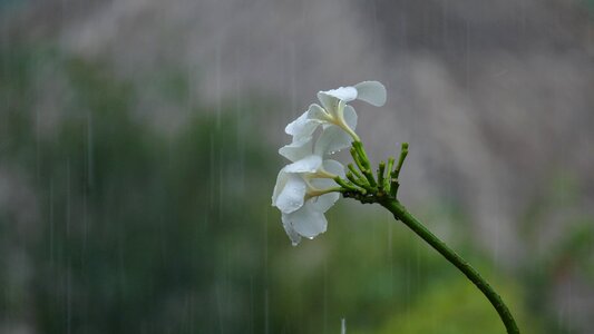 White ornamental flower temple tree