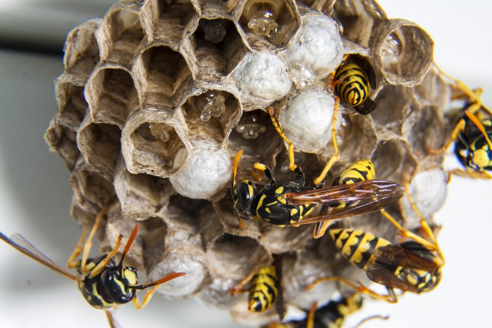Wasps diaper wasps' nest