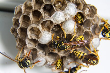 Wasps diaper wasps' nest