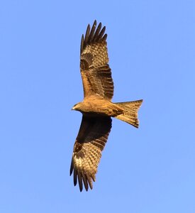 Kite wildlife nature