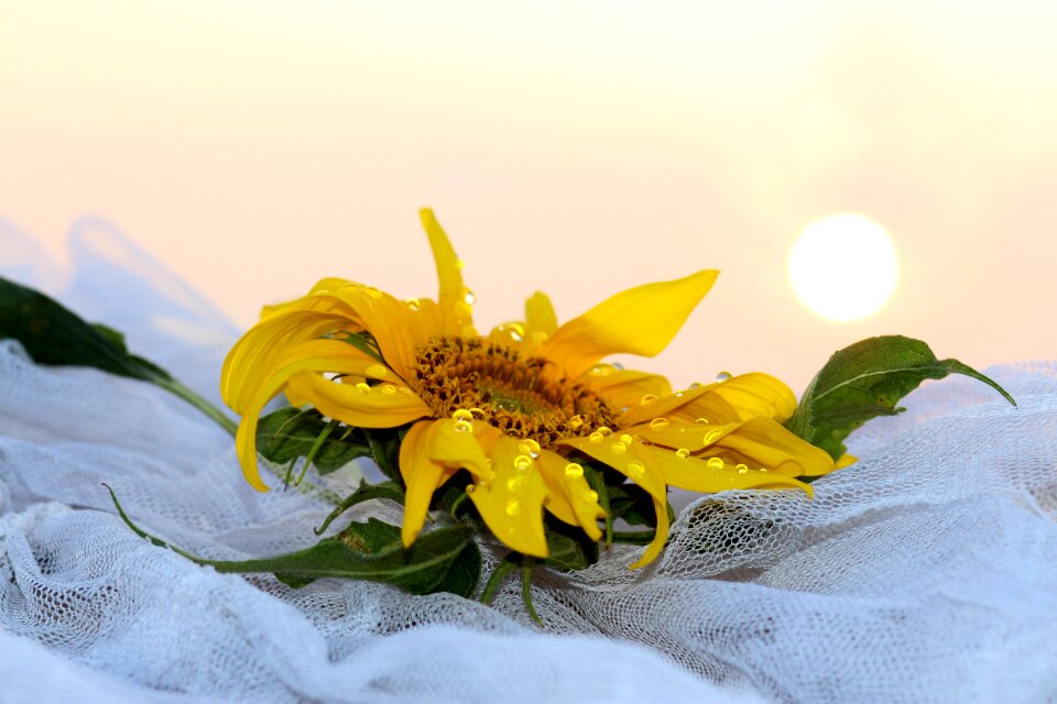Sun drops morning